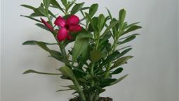 Krukväxt med gröna blad och rosa blommor.