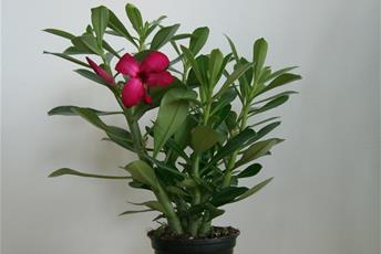 Krukväxt med gröna blad och rosa blommor.