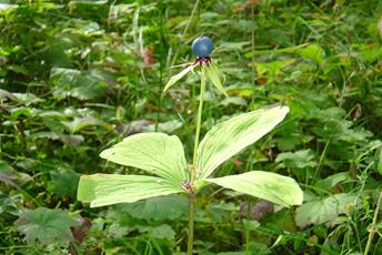 Växt med fyra blad och ett blåttbär högst upp på stjälken.
