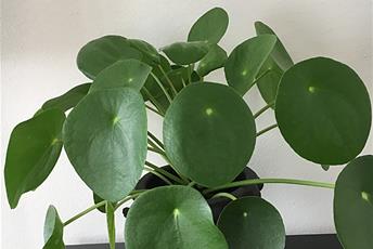 Krukväxt med stora runda gröna blad