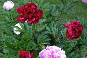 Buske med gröna blad och stora rosa och röda blommor.