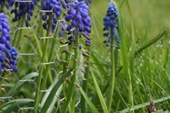 Växt med med klasar av små blå blommor