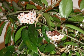 Klängväxt med gröna blanka blad och vita blomklasar.