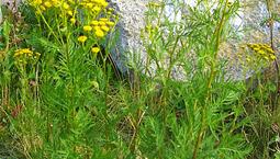 Halvmeter hög växt med gröna flikiga blad och gula knappliknande blommor