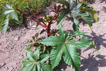 Stora gröna flikiga blad med röda stjälkar