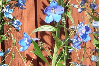 Blå blommor på långa stänglar