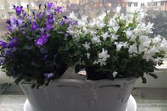 Två krukväxter med gröna blad, en med blå och en med vita blommor