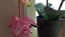 Krukväxt med stora gröna blad och stor rosa hängande blomma