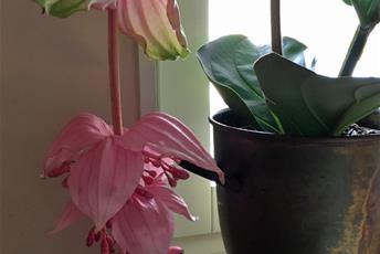 Krukväxt med stora gröna blad och stor rosa hängande blomma