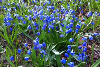 Små blå blommor på gräsmatta