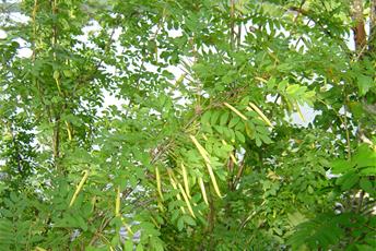 Grön buske med långa ärtskidor