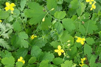Närbild på gula blommor med gröna blad som växer på marken. 