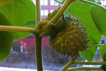 Krukväxt med stora gröna blad och taggig fruktkropp.
