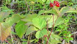 Utomhusväxt med gröna blad, rödlila stjälk och klarröda bär. 
