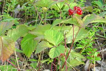 Utomhusväxt med gröna blad, rödlila stjälk och klarröda bär. 