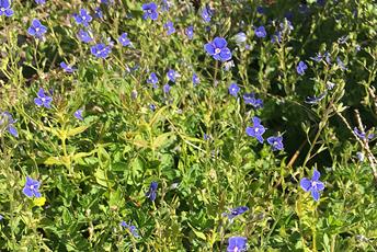 Marktäckande växt med små blåa blommor och gröna blad.