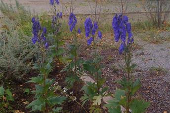 Rabattväxt med blålila blommor
