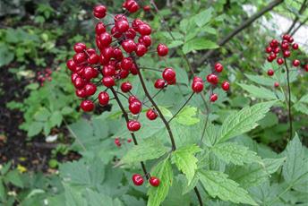 Växt som växer på skogsmark med gröna flikiga blad, lång brun-röd stjälk och klarröda bär.