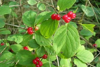 Buske med gröna blad och klarröda bär som växer två och två ihop.
