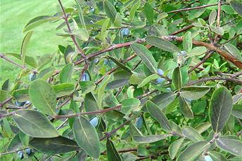 Buskväxt med brun stam, mörkgröna blad och blå bär.