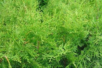 Ljusgrön tät häckväxt som liknar gran men med knubbiga barr.