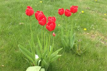 Tulpaner som växer på gräs. Växterna har långa gröna blad, lång smal grön stjälk och röda kronblad.