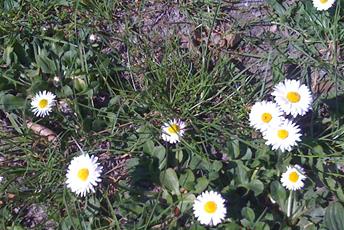 Små blommor som växer på marken med smala vita kronblad och gul mitt. 