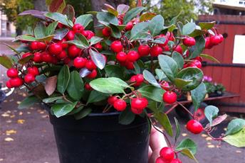 Växt i kruka med röd-gröna blad och stora runda röda bär på röda stjälkar.