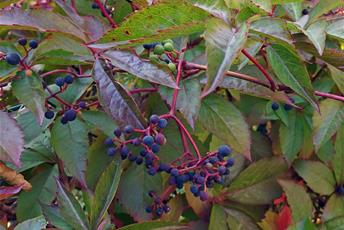 Växt med röd-gröna blad och blå-svarta bär på röda stjälkar