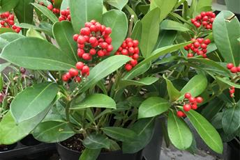 prydnadsväxt med gröna blad och röda bär