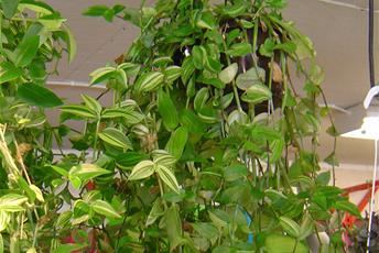Klängväxt i ampelkruka med vit-grönrandeiga blad.