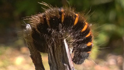Hårig brun-orange larv