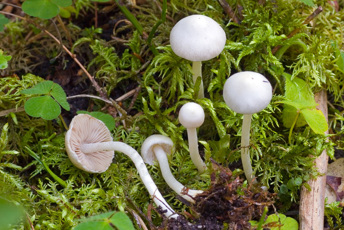 Vita små svampar som växer i mossan