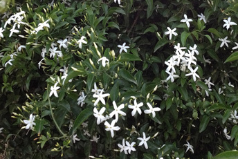 Grön växt med vita stjärnformade blommor
