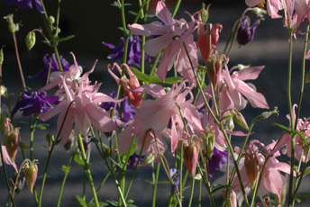 Bild på rosa blomma på en äng.