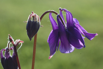 Lila klockformad blomma