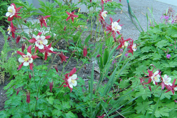 Tvåfärgad blomma i rosa och vitt.