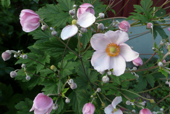 Rosa utomhusväxt med gröna blad.