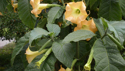 Växt med stora gröna blad och aprikosa, avlånga klocklika blommor.