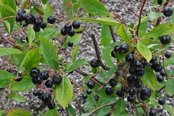 Buske med gröna blad och svarta bär.