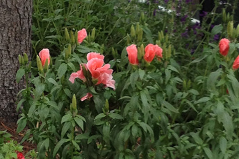 Röda stora blommor och gröna blad