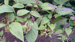 Giftig växt med svarta bär.