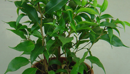 Stor krukväxt med gröna blad.