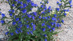 Växt med blå blommor och gröna blad.