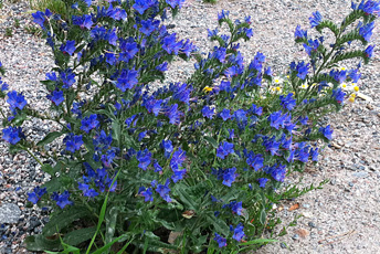 Växt med blå blommor och gröna blad.