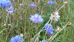 Växt med blå blommor