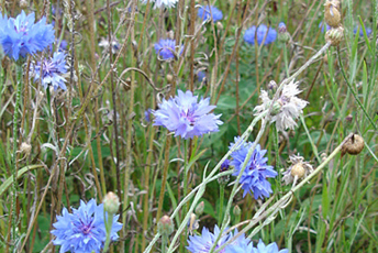 Växt med blå blommor