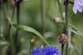 Växt med blå blommor