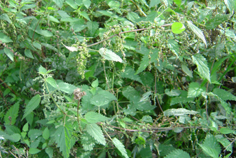 Ogräs med gröna finhåriga blad.