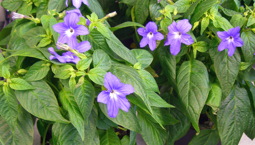 Krukväxt med gröna blad och blå blommor.